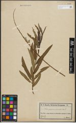 Foto von Salix purpurea L. x Salix viminalis L.